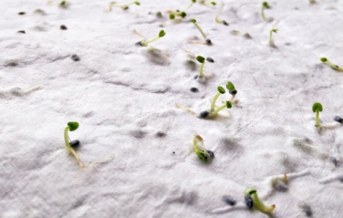 Logotrade promotional giveaways photo of: A6 wildflower seed paper sheet