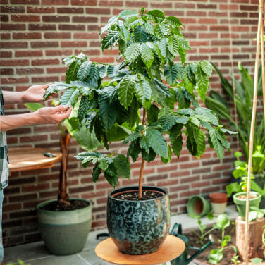 Logo trade business gift photo of: Treemore Letterbox Trees Coffee