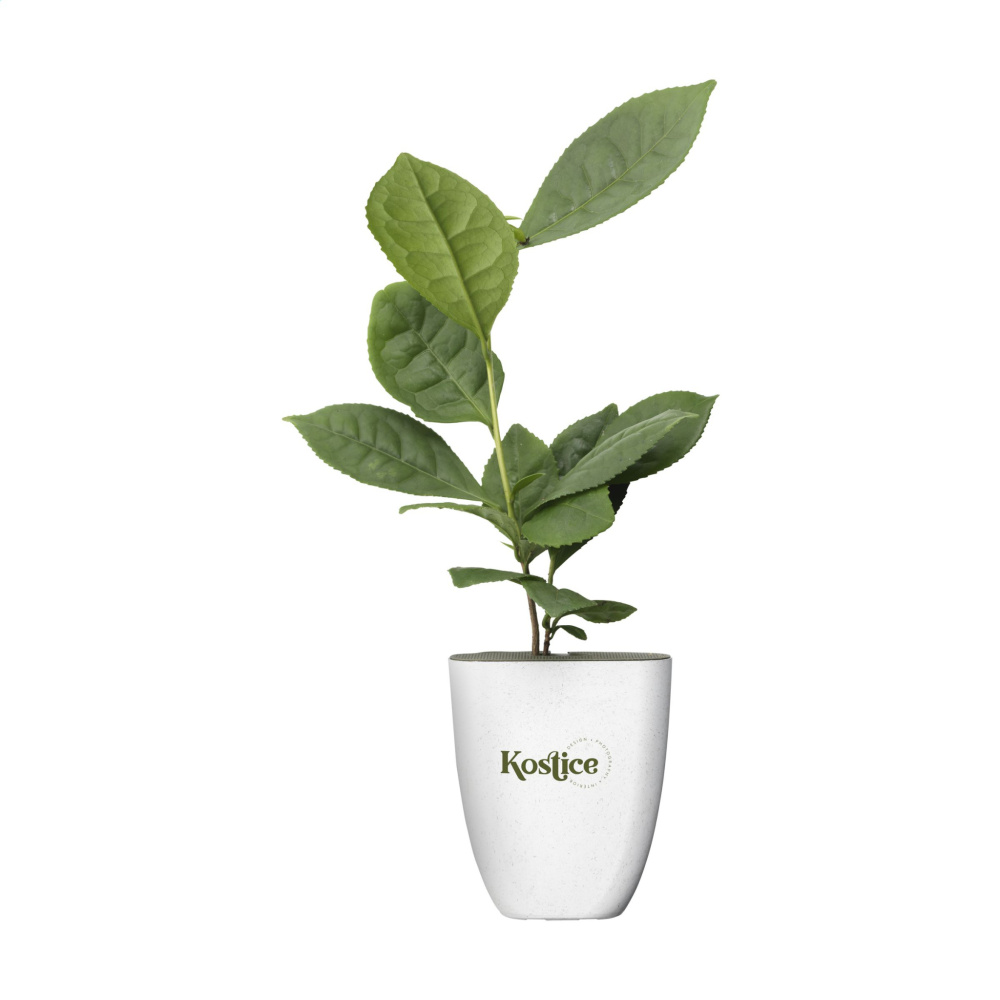 Logo trade advertising products image of: Treemore Letterbox Trees Tea plant