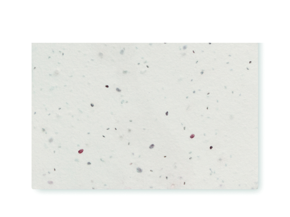 Logo trade business gift photo of: Wildflower seed business card.