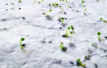 Logo trade promotional gifts image of: Wildflower seed business card.